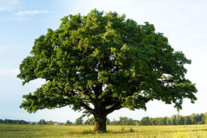 Broad Oak Tree